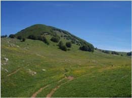 TIMPONE SCIFARELLO